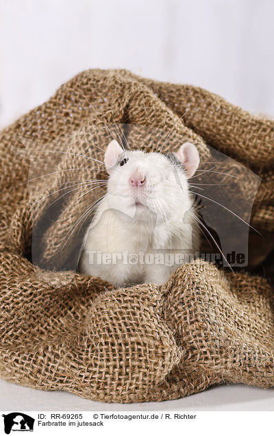 Farbratte im jutesack / fancy rat in jute sack / RR-69265