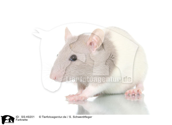 Farbratte / fancy rat / SS-49201