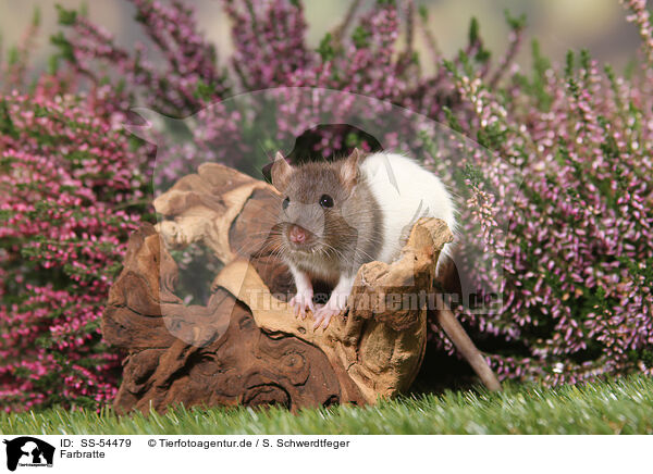 Farbratte / fancy rat / SS-54479