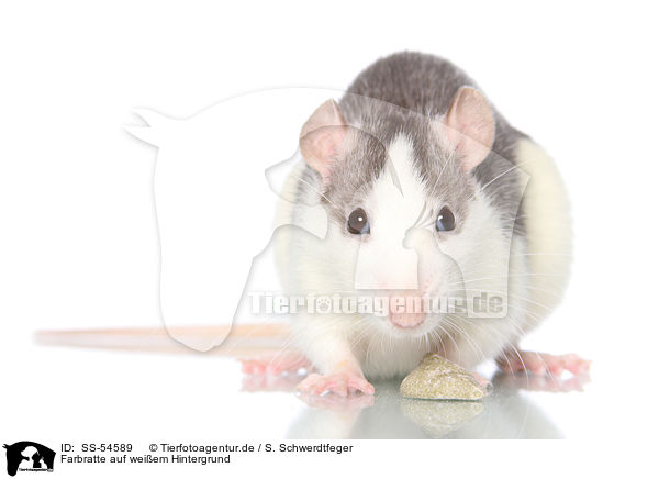 Farbratte auf weiem Hintergrund / fancy rat on white background / SS-54589