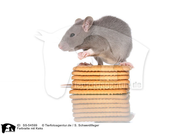 Farbratte mit Keks / fancy rat with biscuit / SS-54599