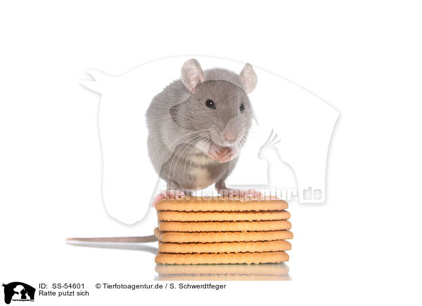 Ratte putzt sich / preening rat / SS-54601