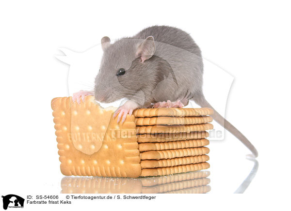 Farbratte frisst Keks / fancy rat eats biscuit / SS-54606