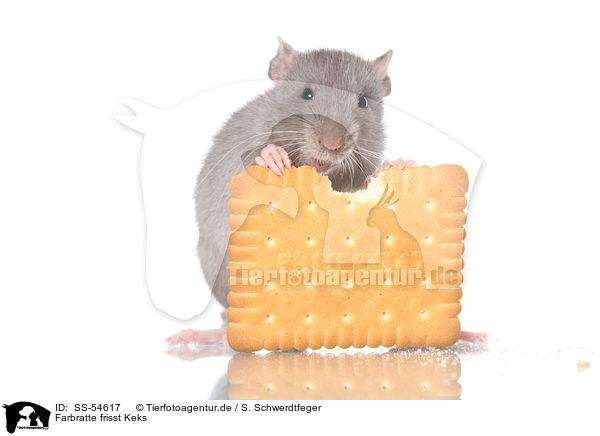 Farbratte frisst Keks / fancy rat eats biscuit / SS-54617
