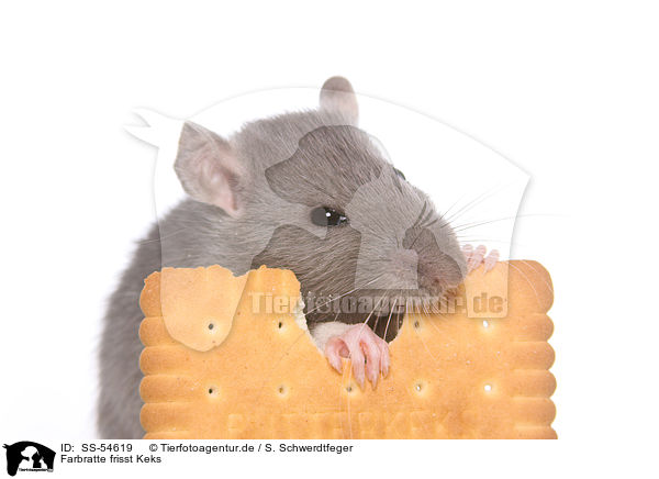 Farbratte frisst Keks / fancy rat eats biscuit / SS-54619