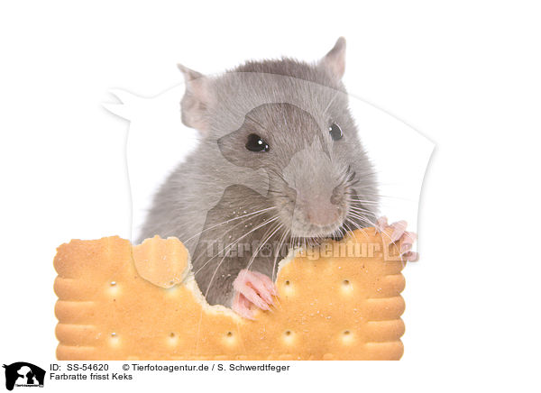 Farbratte frisst Keks / fancy rat eats biscuit / SS-54620