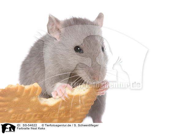 Farbratte frisst Keks / fancy rat eats biscuit / SS-54622