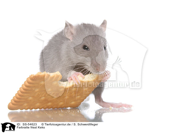 Farbratte frisst Keks / fancy rat eats biscuit / SS-54623