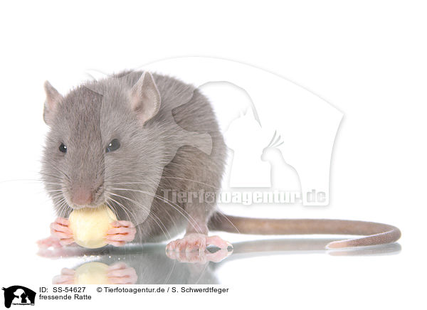 fressende Ratte / eating rat / SS-54627