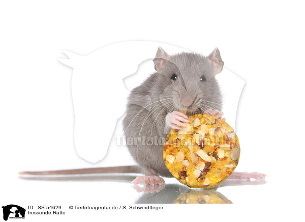 fressende Ratte / eating rat / SS-54629
