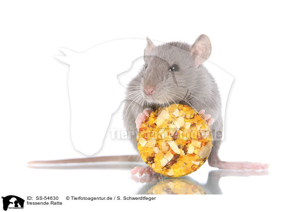 fressende Ratte / eating rat / SS-54630