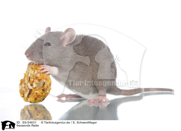 fressende Ratte / eating rat / SS-54631