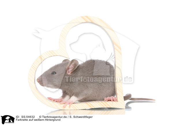 Farbratte auf weiem Hintergrund / fancy rat on white background / SS-54632