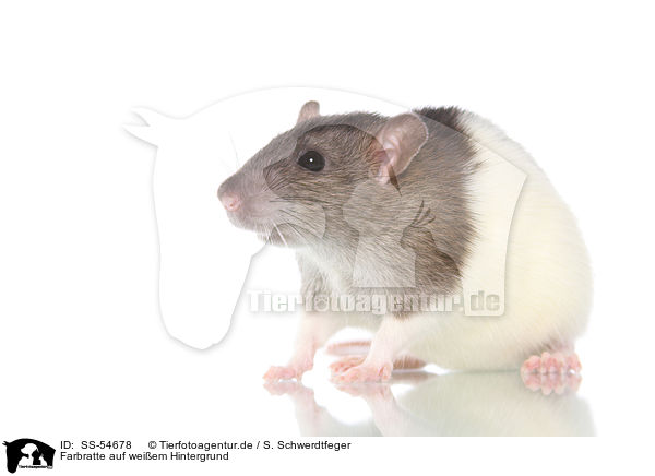 Farbratte auf weiem Hintergrund / fancy rat on white background / SS-54678
