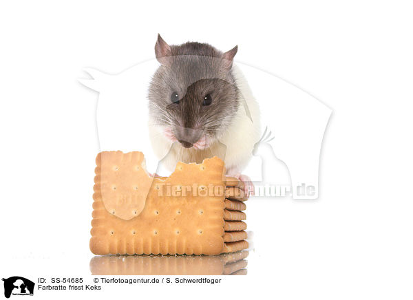 Farbratte frisst Keks / fancy rat eats biscuit / SS-54685