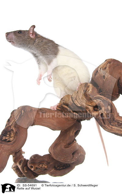 Ratte auf Wurzel / rat on root / SS-54691