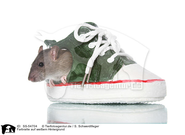 Farbratte auf weiem Hintergrund / fancy rat on white background / SS-54704