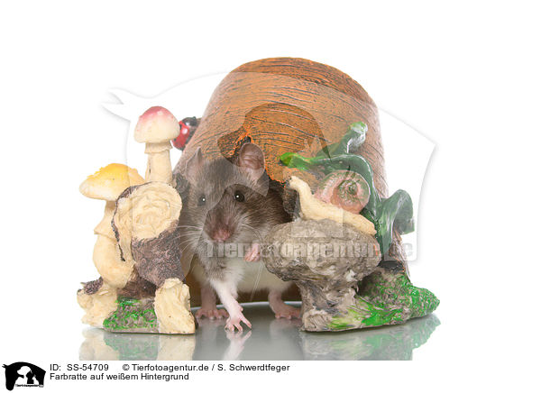 Farbratte auf weiem Hintergrund / fancy rat on white background / SS-54709
