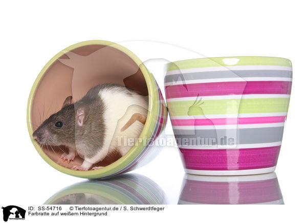 Farbratte auf weiem Hintergrund / fancy rat on white background / SS-54716