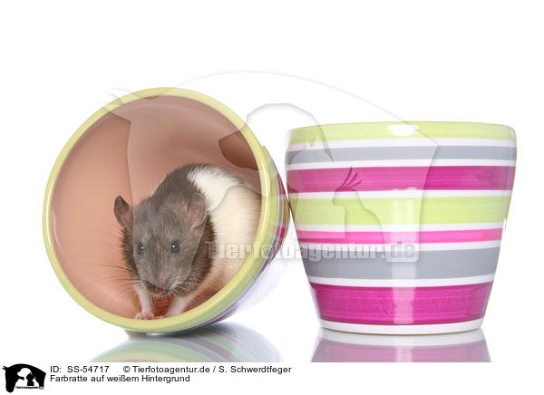 Farbratte auf weiem Hintergrund / fancy rat on white background / SS-54717