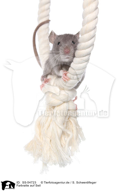 Farbratte auf Seil / fancy rat on rope / SS-54723