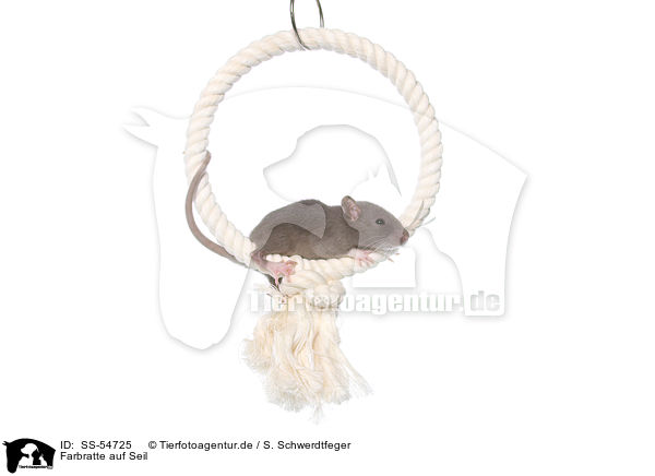 Farbratte auf Seil / fancy rat on rope / SS-54725