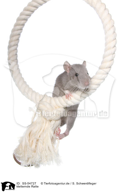 kletternde Ratte / climbing rat / SS-54727