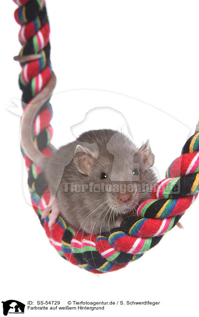 Farbratte auf weiem Hintergrund / fancy rat on white background / SS-54729