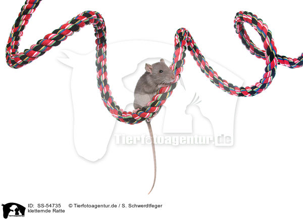 kletternde Ratte / climbing rat / SS-54735