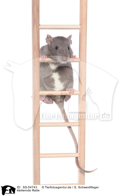 kletternde Ratte / climbing rat / SS-54743