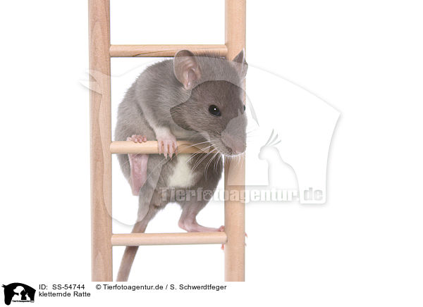 kletternde Ratte / climbing rat / SS-54744