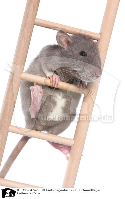 kletternde Ratte / climbing rat / SS-54747