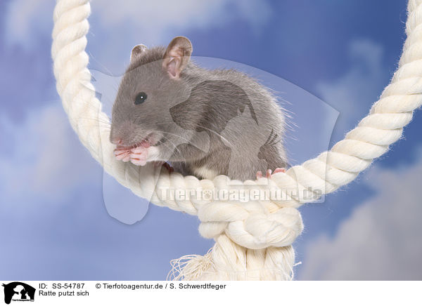 Ratte putzt sich / preening rat / SS-54787