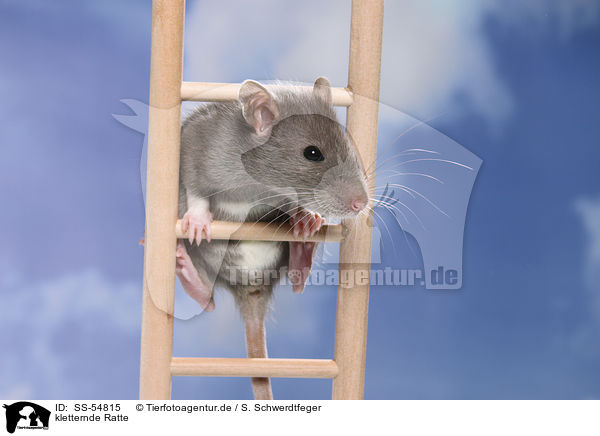 kletternde Ratte / SS-54815