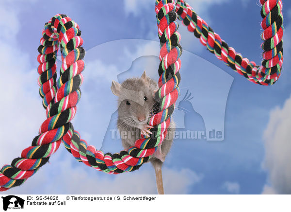 Farbratte auf Seil / fancy rat on rope / SS-54826