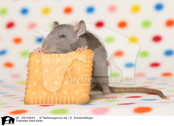 Farbratte frisst Keks / fancy rat eats biscuit / SS-54844