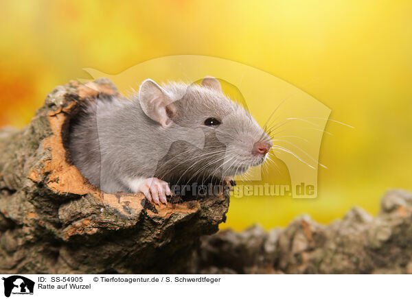 Ratte auf Wurzel / rat on root / SS-54905