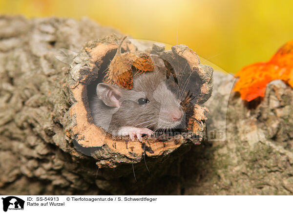 Ratte auf Wurzel / rat on root / SS-54913
