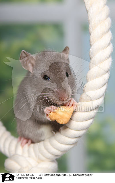 Farbratte frisst Keks / fancy rat eats biscuit / SS-55037