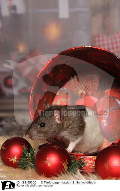 Ratte mit Weihnachtsdeko / rat with christmas deco / SS-55060