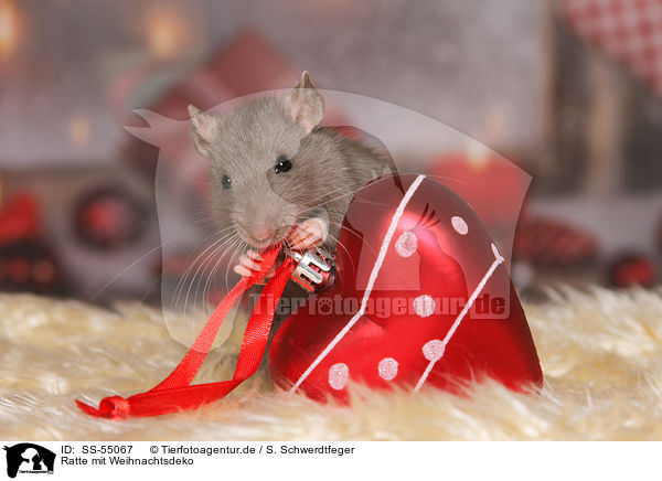 Ratte mit Weihnachtsdeko / rat with christmas deco / SS-55067