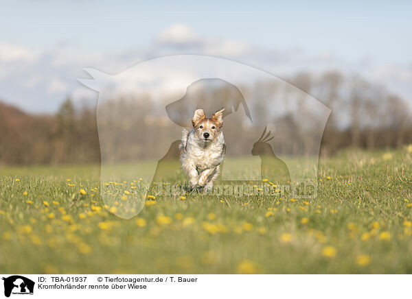 Kromfohrlnder rennte ber Wiese / Krom dog runs across meadow / TBA-01937