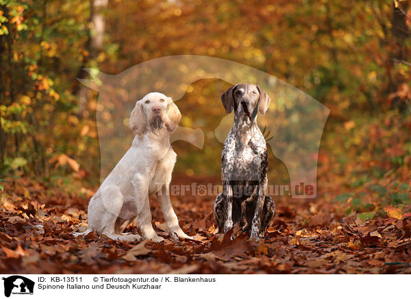 Spinone Italiano und Deusch Kurzhaar / Spinone Italiano and German shorthaired Pointer / KB-13511