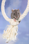 kletternde Ratte