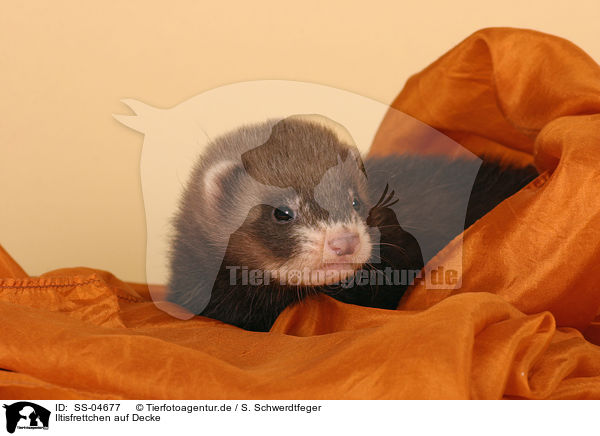 Iltisfrettchen auf Decke / ferret on blanket / SS-04677