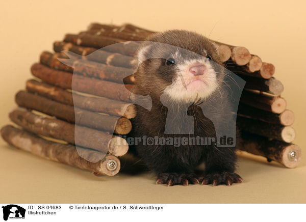 Iltisfrettchen / ferret / SS-04683