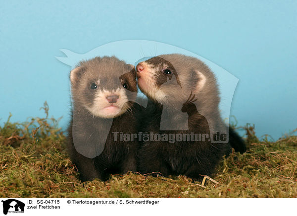 zwei Frettchen / two ferrets / SS-04715