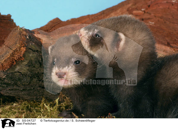 zwei Frettchen / two ferrets / SS-04727