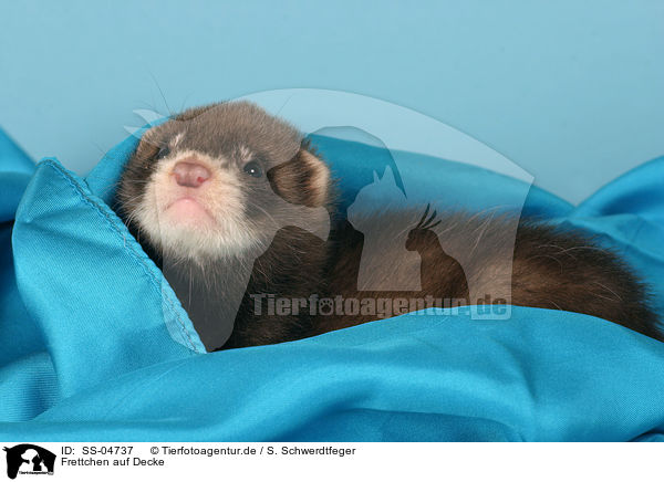 Frettchen auf Decke / ferret on blanket / SS-04737