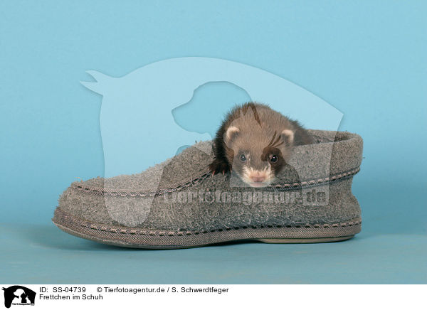 Frettchen im Schuh / ferret in shoe / SS-04739